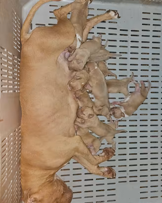 Pitbull UKC 