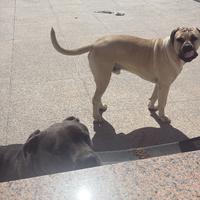 Cucciolata cane corso di altissima genealogia