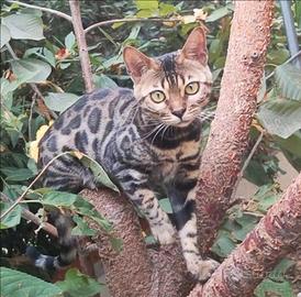 Gatto Bengala femmina Pedigree