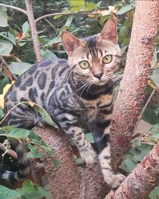 Gatto Bengala femmina Pedigree
