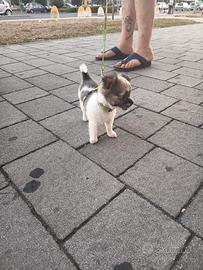 Cuccioli chihuahua
