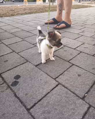 Cuccioli chihuahua