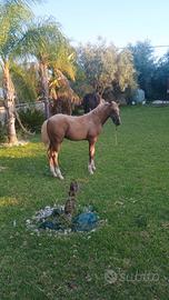 Puledra palombina di 4 mesi