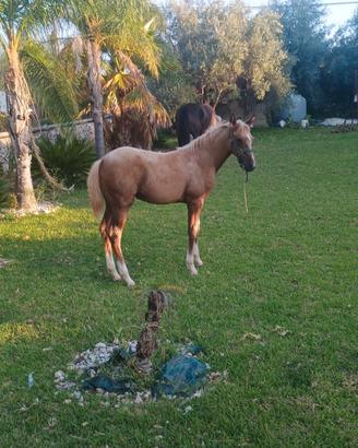 Puledra palombina di 4 mesi
