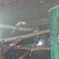 Parrocchetti neophema splendidi
