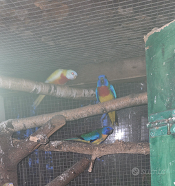 Parrocchetti neophema splendidi