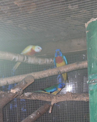 Parrocchetti neophema splendidi