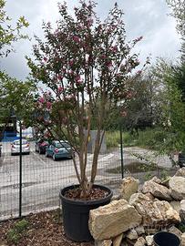 Pianta di lagerstroemia