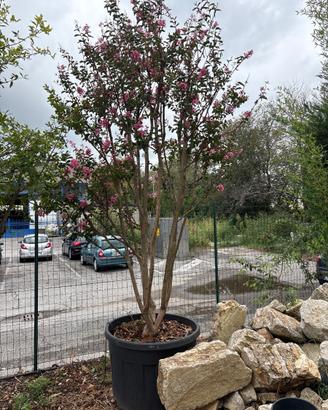 Pianta di lagerstroemia