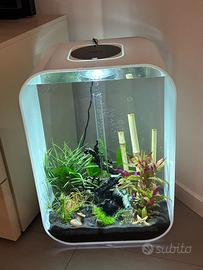 Acquario