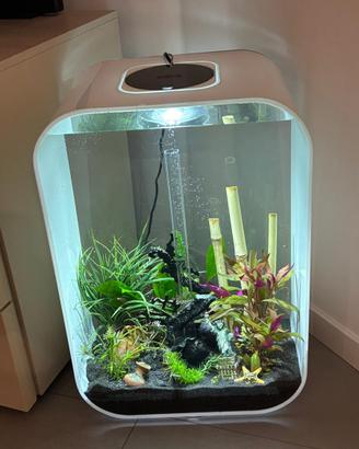 Acquario