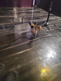 Iutf chihuahua mini Toy