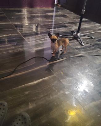 Iutf chihuahua mini Toy
