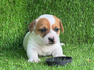 Jack Russell