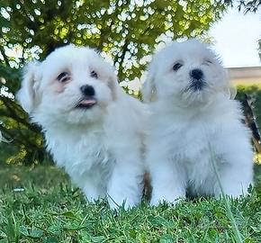 Cuccioli di maltese