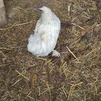 Coppie di galli nanni