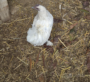 Coppie di galli nanni