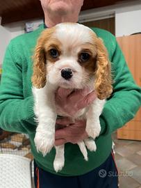 Cavalier King con Pedigree Enci