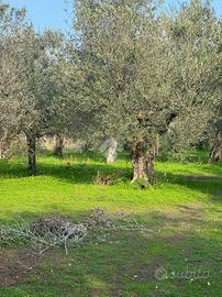 TER. AGRICOLO A SESSA AURUNCA