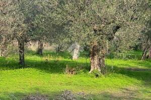 TER. AGRICOLO A SESSA AURUNCA