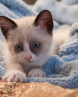 gattina 2 mesi madre ragdoll