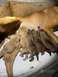 Cuccioli segugio maremmano