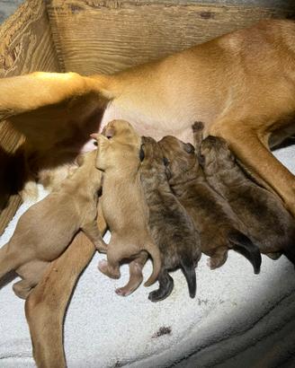 Cuccioli segugio maremmano