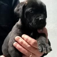 Cucciola di cane corso