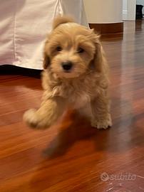 Maltipoo