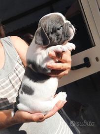 Bulldog francese blù è bianco
