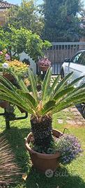 Piante da giardino Cycas e Agave Stricta gigante