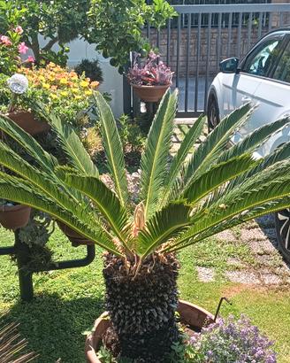 Piante da giardino Cycas e Agave Stricta gigante