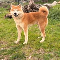Akita inu per monta