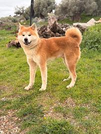Akita inu per monta