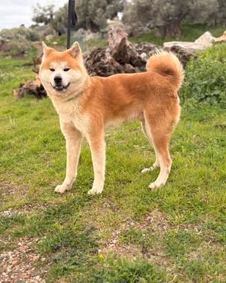 Akita inu per monta