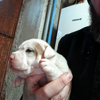 Ultima cucciola di american bully