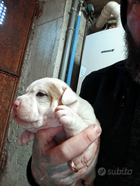 Ultima cucciola di american bully