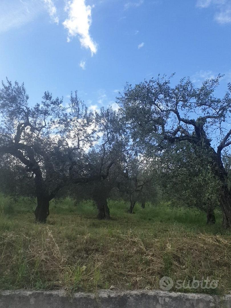 Terreno agricolo uliveto Castel Madama - Vista 3