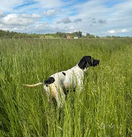 Pointer femmina