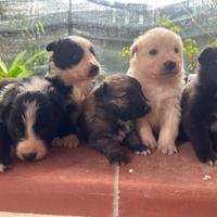 Cuccioli di Border collie