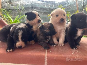 Cuccioli di Border collie
