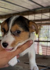 Jack Russell