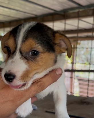 Jack Russell