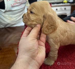 Cuccioli di Cocker spaniel con pedigree