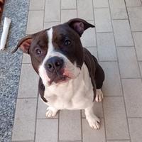 Cane amstaff