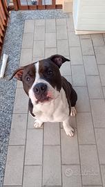 Cane amstaff