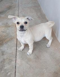 Roman dolce cucciolo in adozione