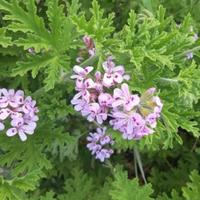10 Talee di Geranio citronella profumato