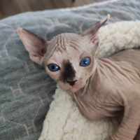 Cuccioli di sphynx