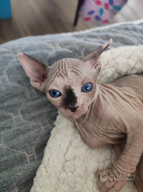 Cuccioli di sphynx